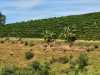 IMG-20260520-WA0106