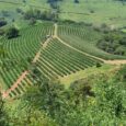 À VENDA 🔶️ Fazenda Santa Marina 🔶️ Município de São Gonçalo do Sapucaí MG Distrito de Ribeiros ✅️ Área total 25 alqueires (62 hectares); 🤝 Documentação ok; ☕️ 55 mil [&hellip;]
