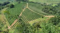 À VENDA 🔶️ Fazenda Santa Marina 🔶️ Município de São Gonçalo do Sapucaí MG Distrito de Ribeiros ✅️ Área total 25 alqueires (62 hectares); 🤝 Documentação ok; ☕️ 55 mil [&hellip;]